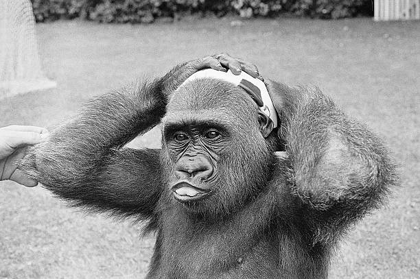 新星与老将:2021年法国队年龄结构解析