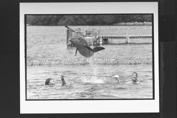 不同游泳姿势的入水方式详解