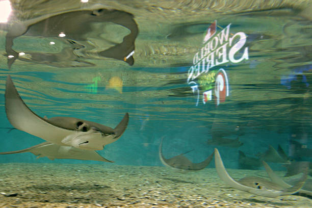 哪些游泳姿势对腰椎间盘突出最有益？